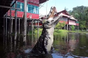 Agencia de viajes y turismo Amazonas Destino so&ntilde;ado