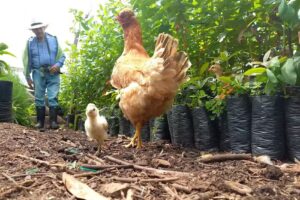 Agroecologicos Chipaque