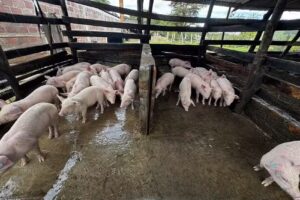 AgroHacienda San Jos&eacute;