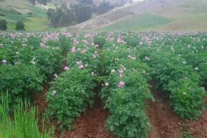 Angela Siado Spa Bogot&aacute;