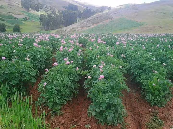 Angela Siado Spa Bogot&aacute;