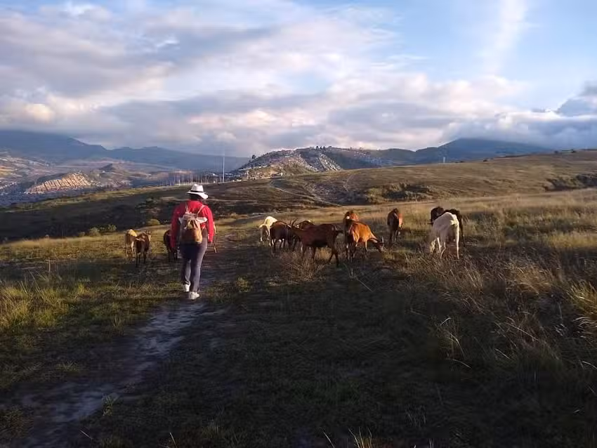 Aprisco Tiga | Cabra | Leche | Queso | Yogurt | Carne