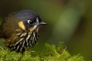 Bogota Birding and Colombia Wildlife Tours