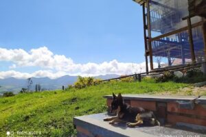 Caba&ntilde;a Biofilia