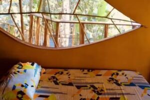 Caba&ntilde;as en los arboles pulm&oacute;n del mundo