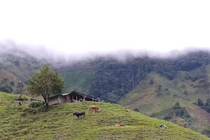 Cabildo indigena Barbacoas