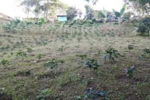 Caf&eacute; Alto Bonito Yarumal