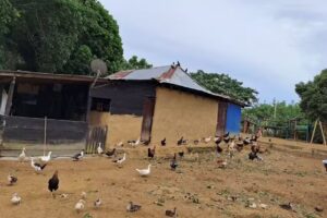 CAMARON &ndash; SANTO DOMINGO DE MESA