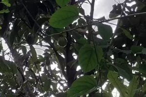 Casa Maria Rodr&iacute;guez