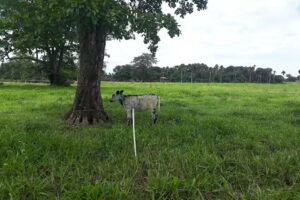 Casa Morichal del Lago