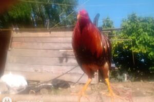 Casa rural Villavicencio