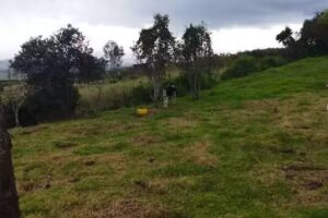 Casa t&iacute;o de Orlando