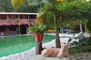 Ceroes3caba&ntilde;as