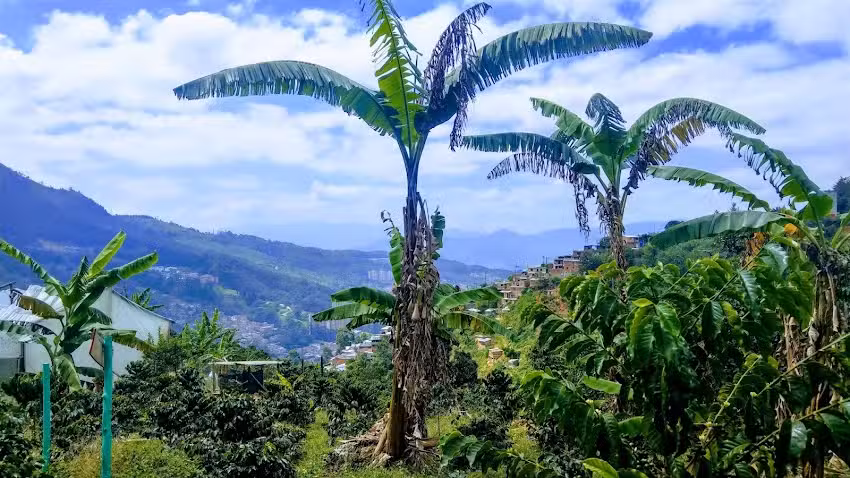 Coffee tour La Casa Grande