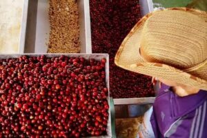 Coffee Tour Medell&iacute;n