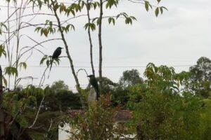 Conjunto Residencial Jardines de San Antonio