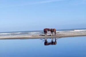 ECO CAMPING GAVIOTAS