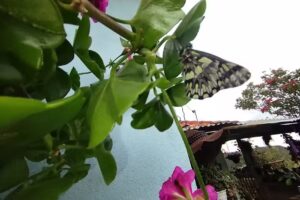 Ecofinca-Villa Rosita