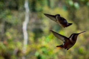 Ecohostal Los Tominejos