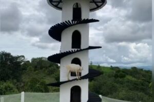 ECOPARQUE GLAMPING ANANAS GOLD