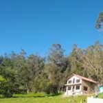 El cedro