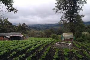 El Eden es Pasquilla