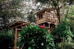 El Nahual COHI Tierra Bosque