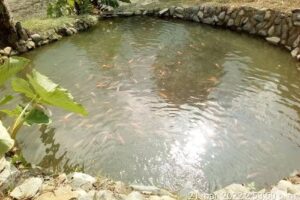 Finca Agroecol&oacute;gica los pinos.