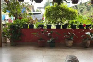 Finca Cafetera las Nieves