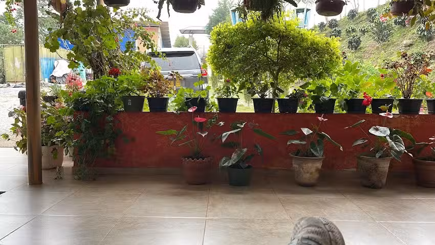 Finca Cafetera las Nieves