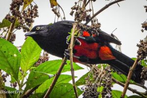 Finca Cola de Raqueta (Racket tail)