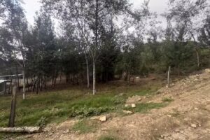 Finca Colfin de sema J&C