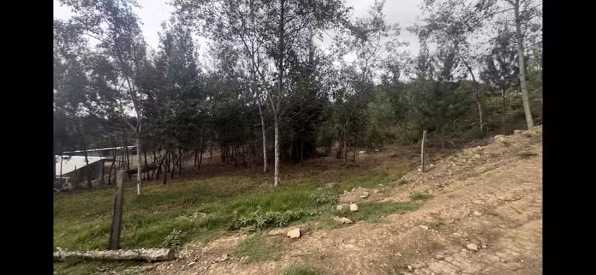 Finca Colfin de sema J&C