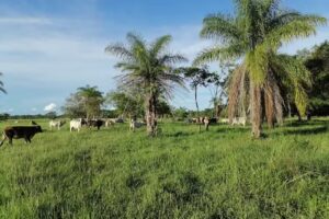 Finca El Jap&oacute;n