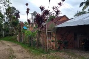 Finca El Naranjito. Colibr&iacute; Gorriazul