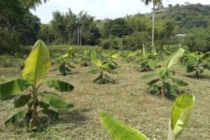 FINCA EL PE&Ntilde;&Oacute;L