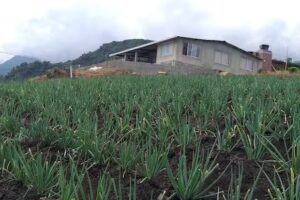 FINCA EL PLAN LOS CIPAS