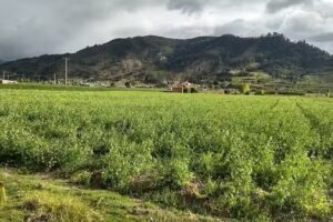 FINCA ESPIRA Samac&aacute;