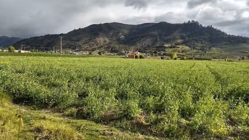 FINCA ESPIRA Samac&aacute;