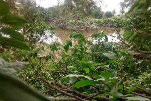 Finca Guas&aacute;bara