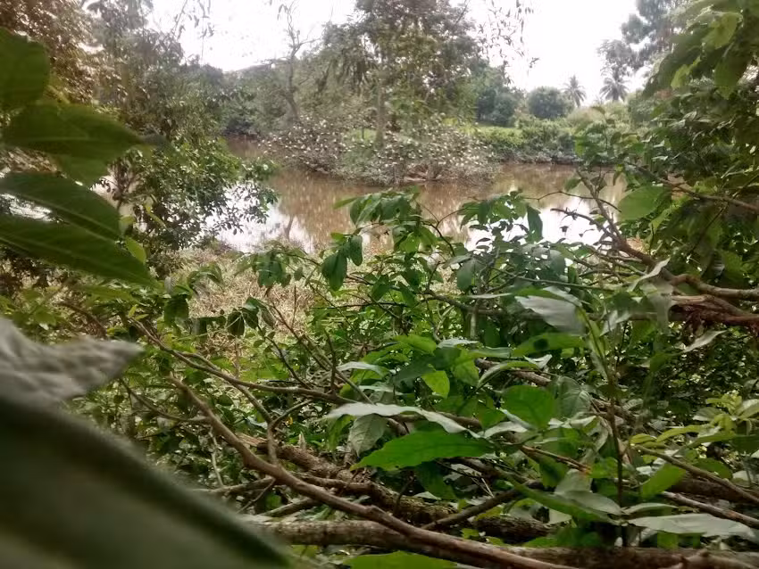 Finca Guas&aacute;bara