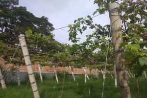 Finca Hospedaje Villa Bernarda