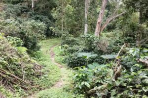 Finca Hostal La Alicia