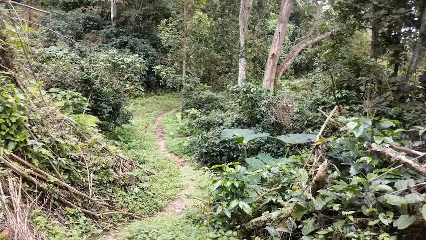 Finca Hostal La Alicia