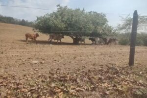 Finca la estrella