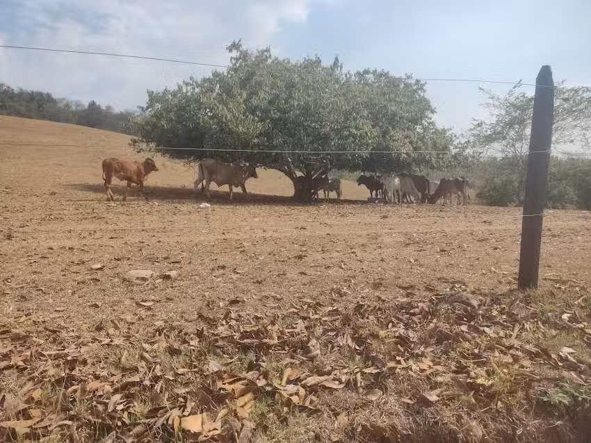Finca la estrella