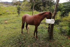 FINCA LA FLORIDA &ldquo;LOS GONZALEZ&rdquo;