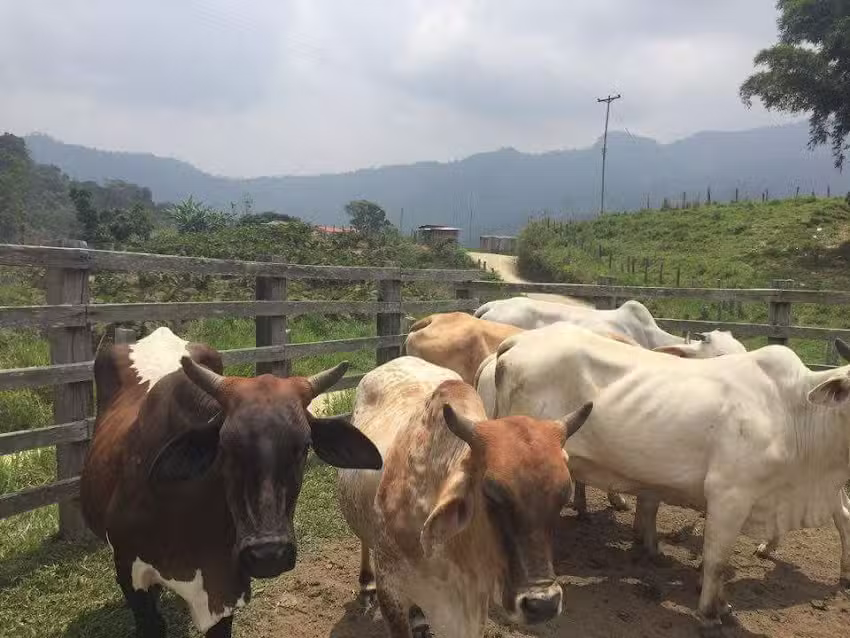 Finca la reforma Vda Delicias