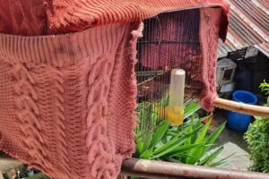 Finca Las Caba&ntilde;as