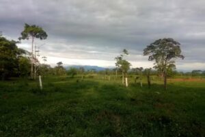 Finca las margaritas